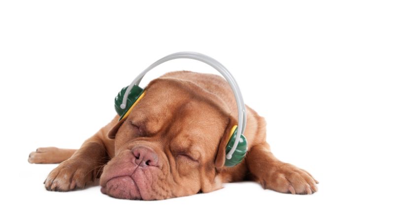 What are the best White Noise Machines for Dogs
