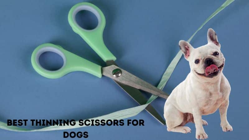 Best Thinning Scissors for Dogs