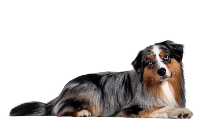 Best Thinning Scissors for Dogs