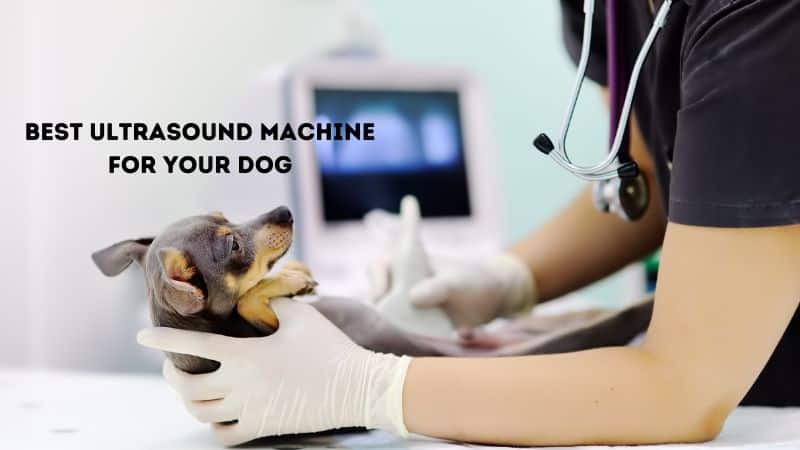 Best Ultrasound Machine for your Dog