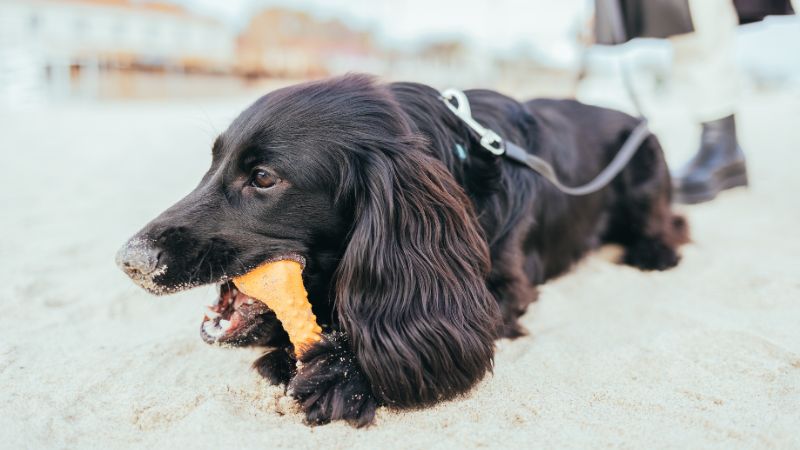 Best chew bones for dogs in 2023