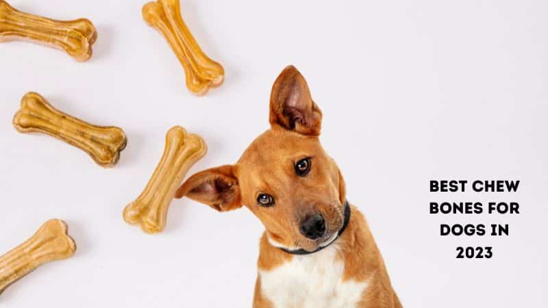 Best chew bones for dogs in 2023