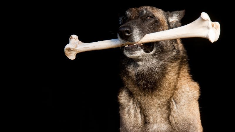 Best chew bones for dogs in 2023