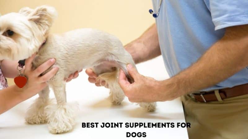 Best joint supplements for dogs