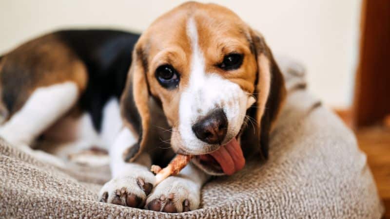 Best Bacon Treats for Dogs,