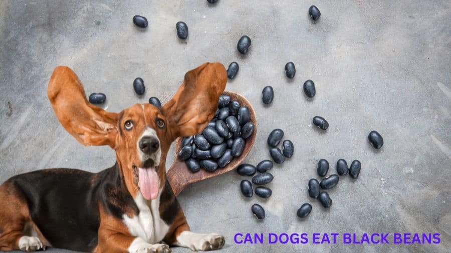 CAN DOGS EAT BLACK BEANS  