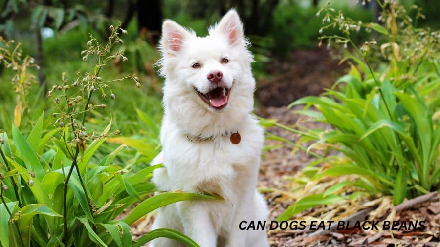 CAN DOGS EAT BLACK BEANS   