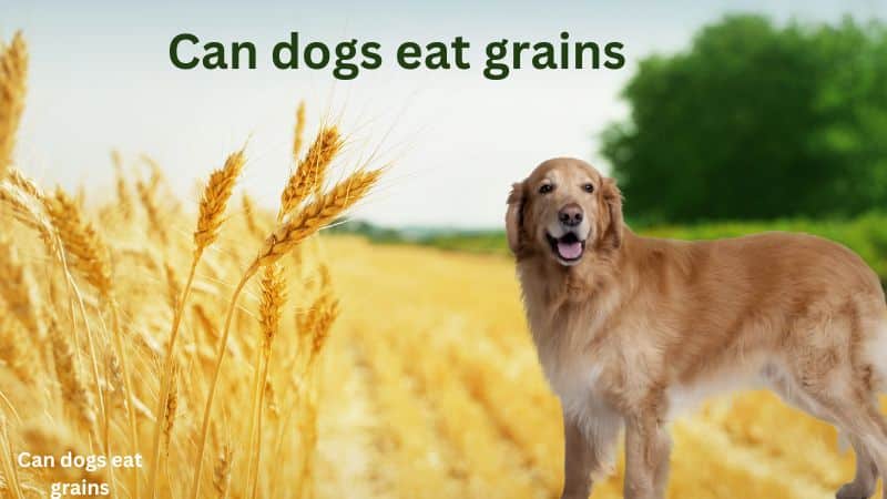 Can dogs eat grains? What You Should Know