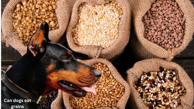 Can dogs eat grains? What You Should Know