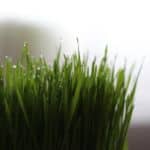 CAN DOG EAT Wheatgrass