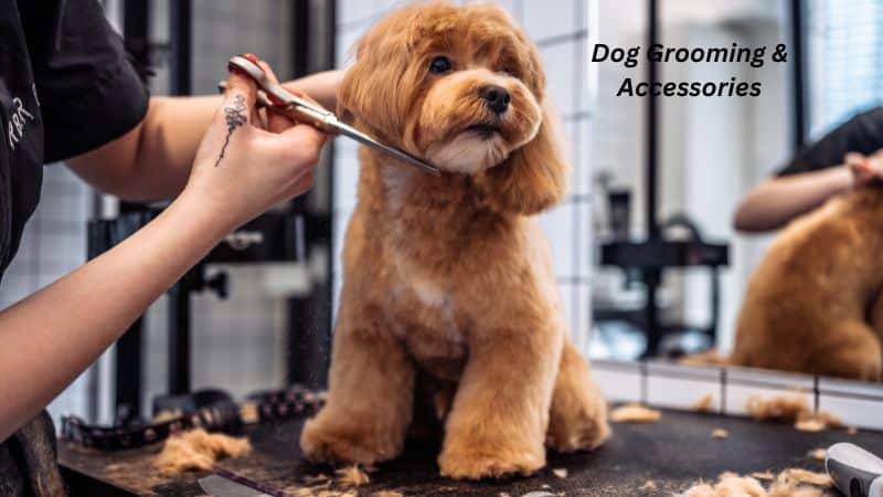 Dog Grooming & Accessories