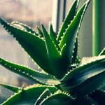 can dog eat Aloe Vera