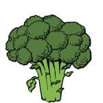 can dog eat Broccoli