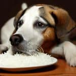 can dog eat Rice