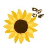 can dog eat Sunflower seeds