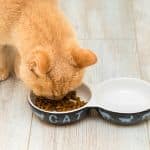 can dog eat cat food.