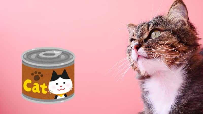 can dog eat cat food