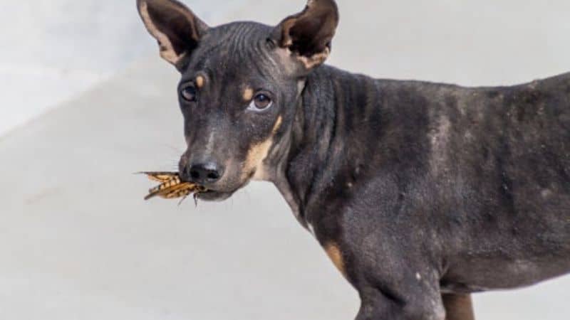 can dog eat insects