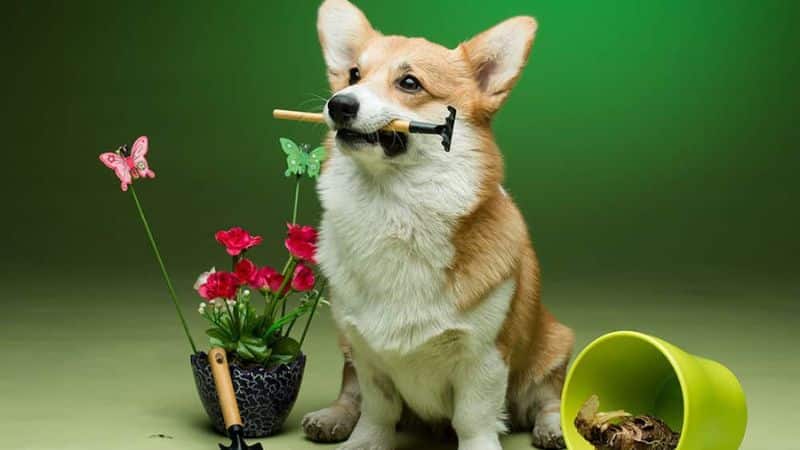 can dog eat plants