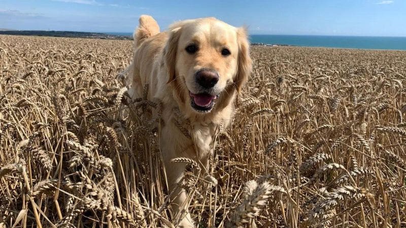 can dogs eat grains