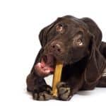 10 Best Dental Chews for Senior Dogs