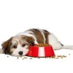 12Best Dog Meals for Your Canine Friend