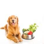 Are dog food brands nutritious and wholesome