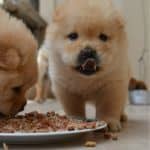 Chow Chow Dog Food