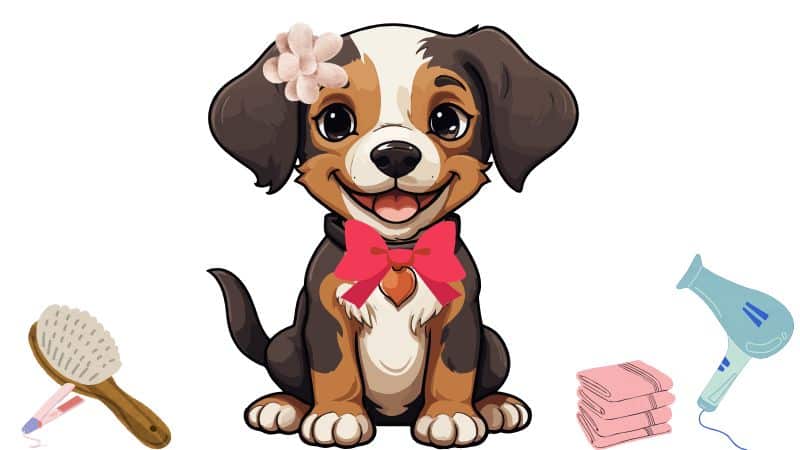 Dog Grooming & Accessories