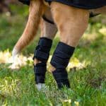 Dog Hock Joint Braces