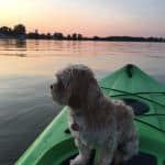 Kayaks for Dogs