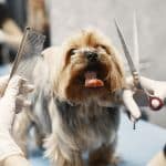 Thinning Scissors for dogs