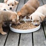 Top Dog Food Manufacturers