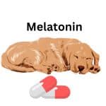 can dog eat Melatonin