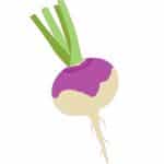 can dog eat Turnips