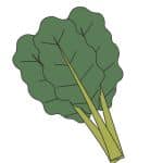 can dog eat collard greens